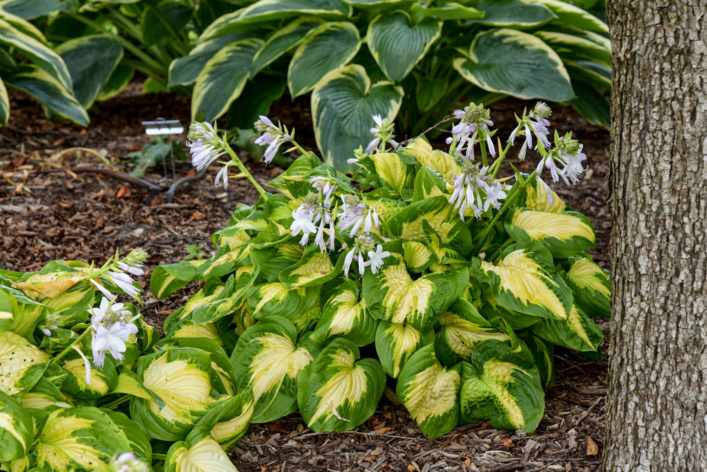 Plantain Lily 'Shadowland Etched Glass' (Hosta)