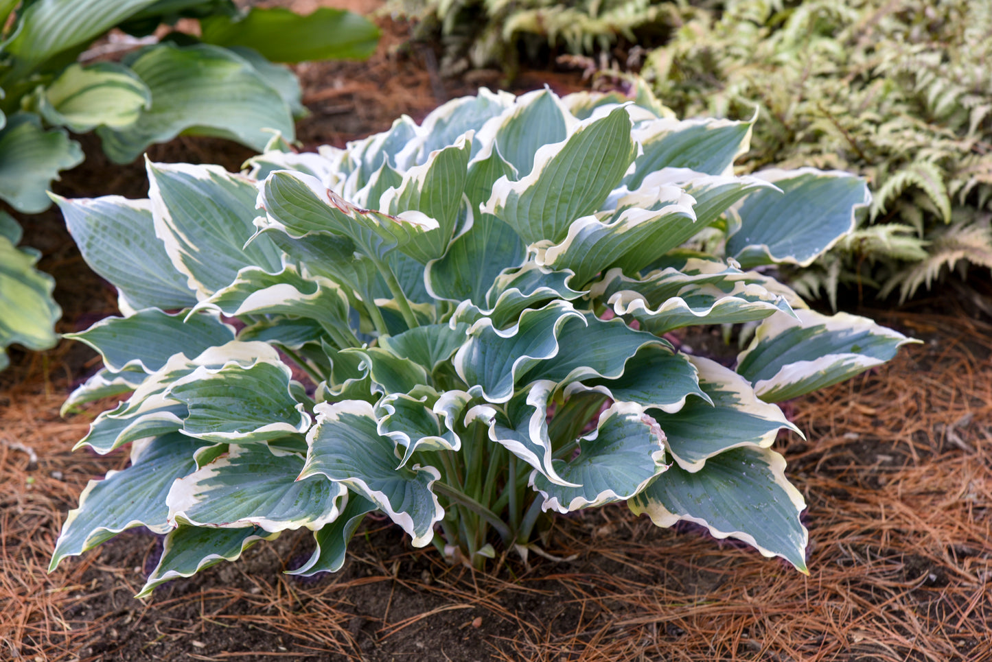 Plantain Lily 'Shadowland Hope Springs Eternal' (Hosta)