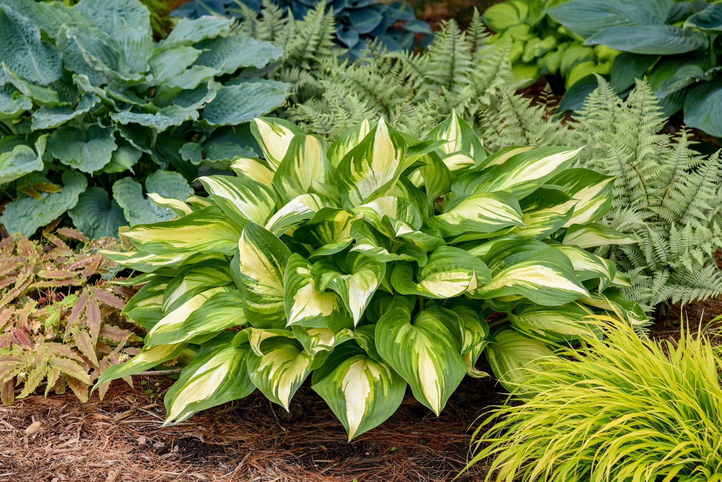 Plantain Lily 'Shadowland Miss America' (Hosta)