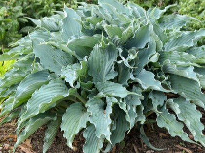 Plantain Lily 'Shadowland Waterslide' (Hosta)