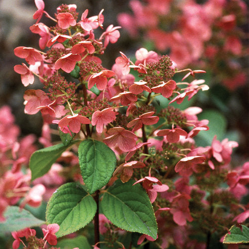 Hydrangea, Panicle 'Quick Fire' (Hydrangea) Patio Tree