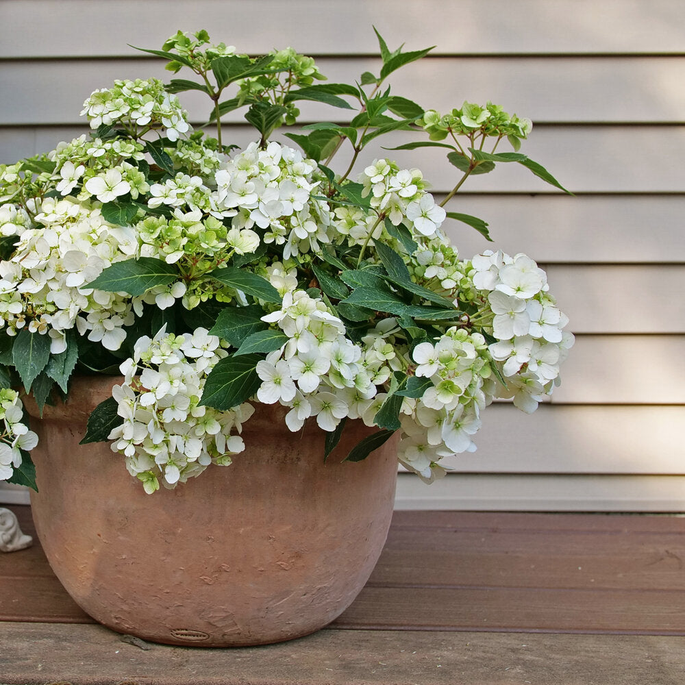 Hydrangea, Hybrid 'Fairytrail White Cascade' (Hydrangea)
