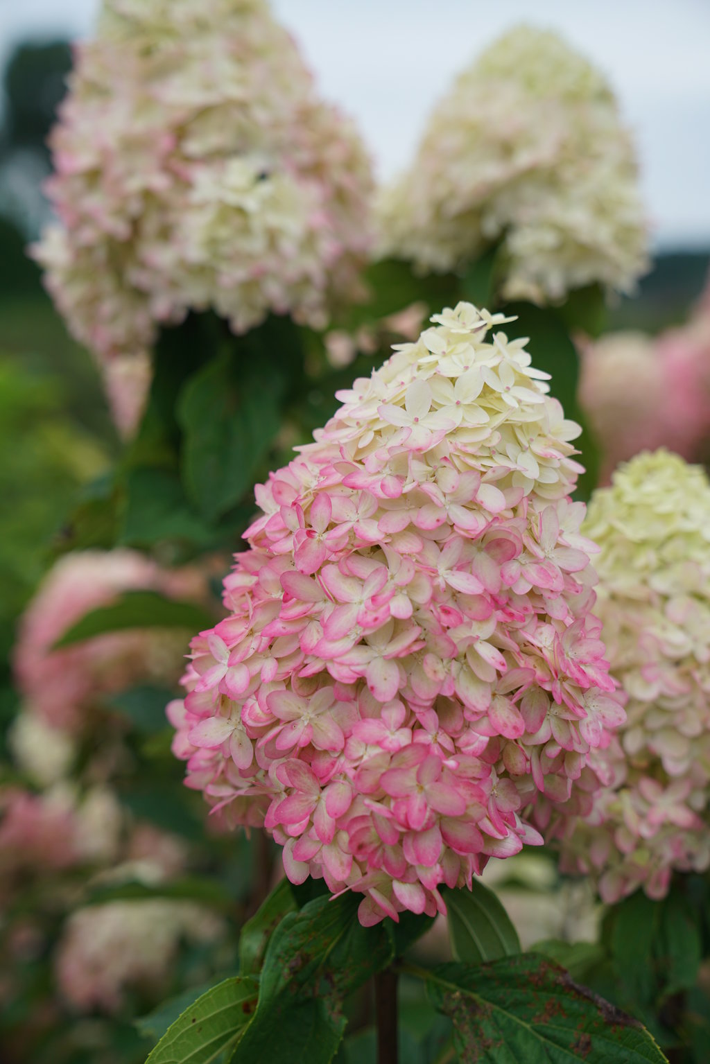 Hydrangea, Panicle 'Limelight Prime' (Hydrangea)