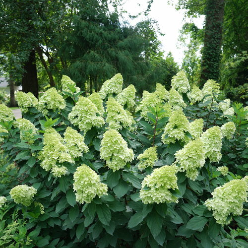 Hydrangea, Panicle 'Limelight' (Hydrangea)