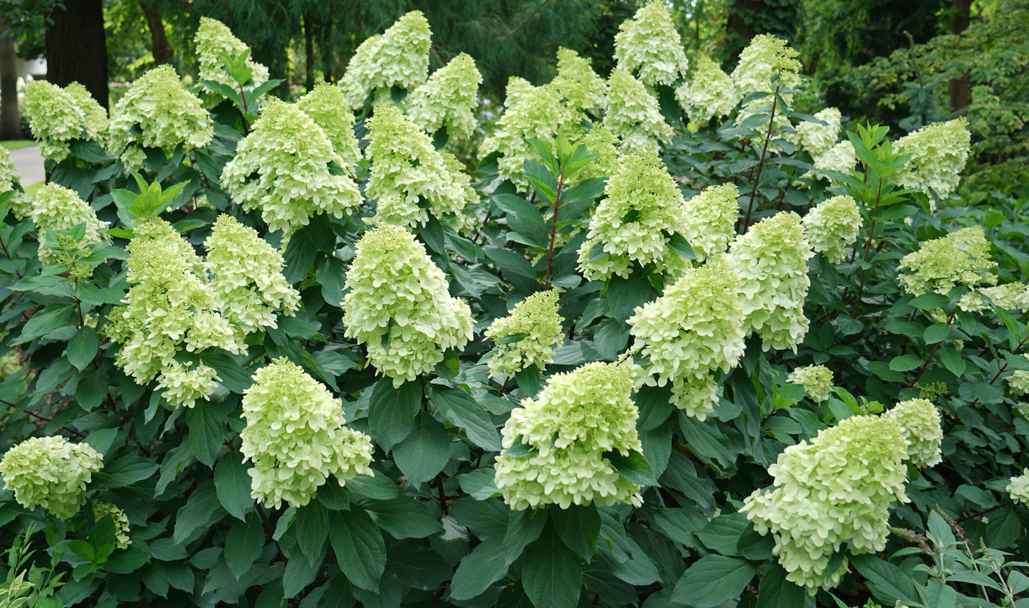 Hydrangea, Panicle 'Limelight Prime' (Hydrangea)