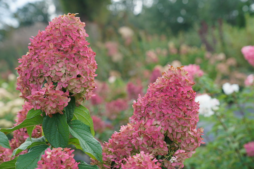 Hydrangea, Panicle 'Quick Fire Fab' (Hydrangea) Patio Tree