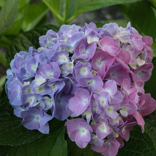 Hydrangea, Big-leaf Mophead 'Let's Dance Blue Jangles' (Hydrangea)