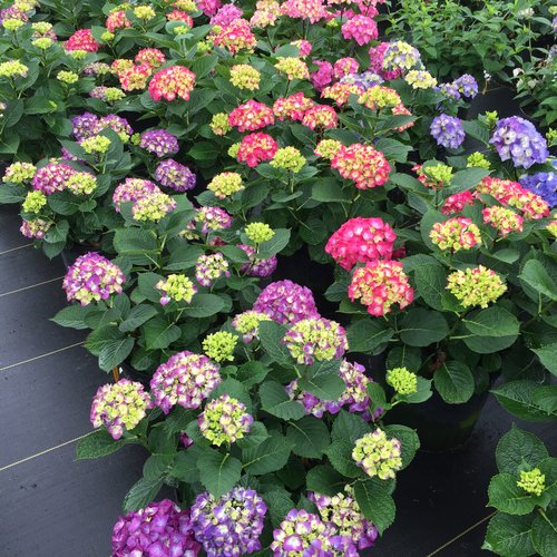 Hydrangea, Big-leaf Mophead 'Wee Bit Giddy' (Hydrangea)