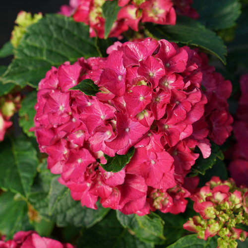 Hydrangea, Big-leaf Mophead 'Wee Bit Grumpy' (Hydrangea)