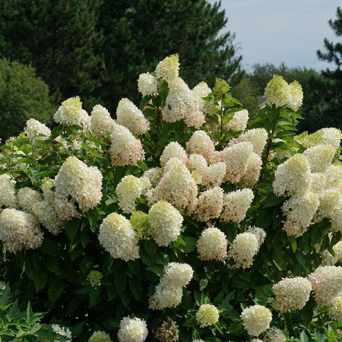 Hydrangea, Panicle 'Zinfin Doll' (Hydrangea)