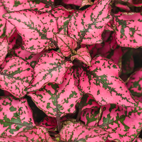 Polka Dot Plant / Splash Plant (Hypoestes) – Passiglia Landscape, Nursery &  Garden Center