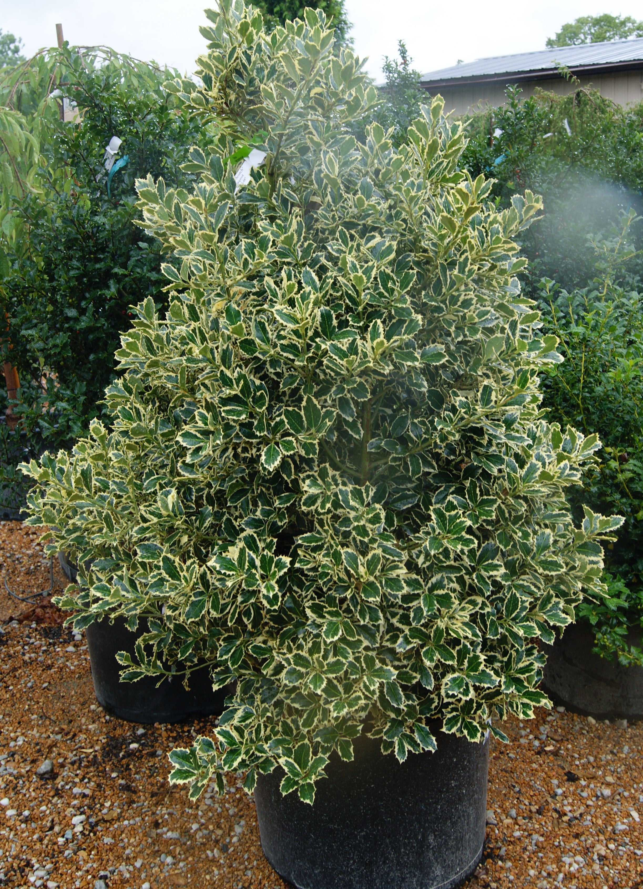 Holly, English Female 'Scotch' (Ilex) – Passiglia Landscape