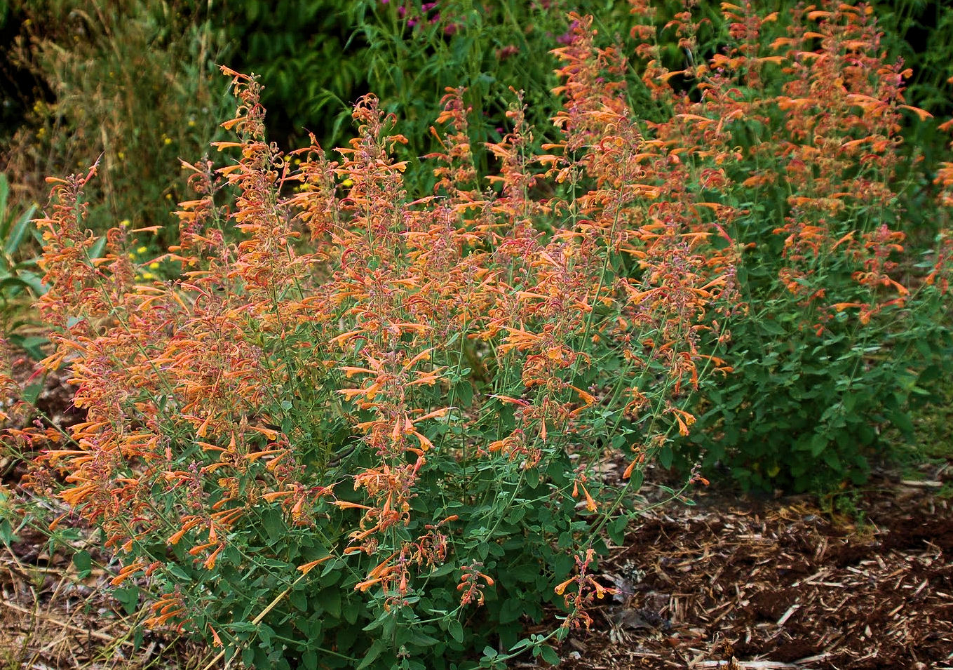 Hyssop, Anise/ Hummingbird Mint 'Apricot Sprite' (Agastache)