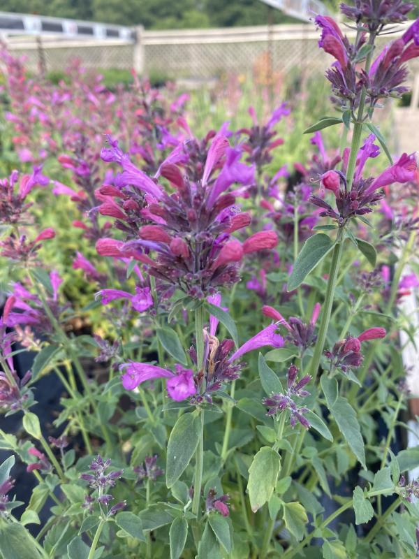 Hyssop, Anise/ Hummingbird Mint 'Sunrise Violet' (Agastache)
