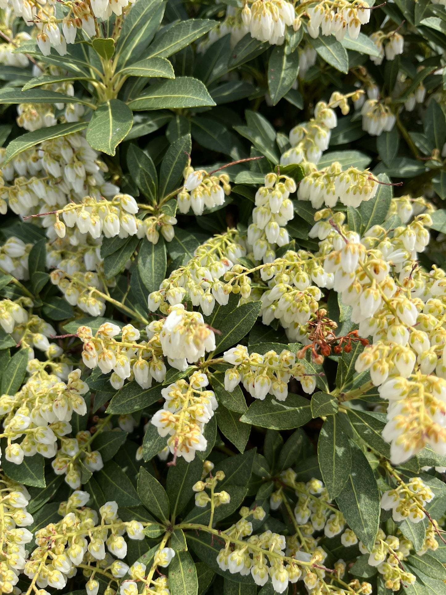 Lily-of-the-Valley Shrub 'Prelude' (Pieris)