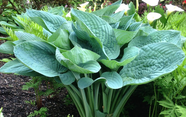 Plantain Lily 'Eola Saphire' (Hosta)