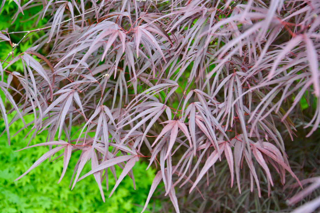Maple, Japanese Laceleaf Upright 'Pung Kil' (Acer)