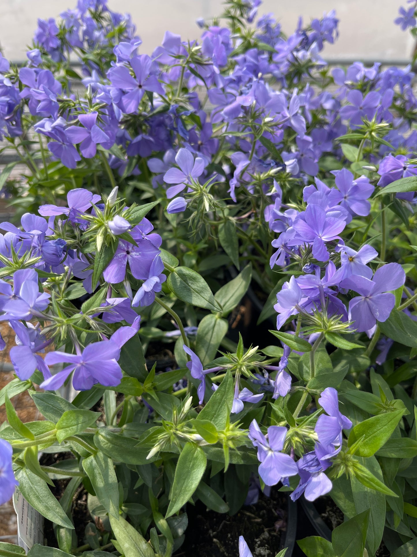 Phlox, Woodland 'Blue Moon' (Phlox)