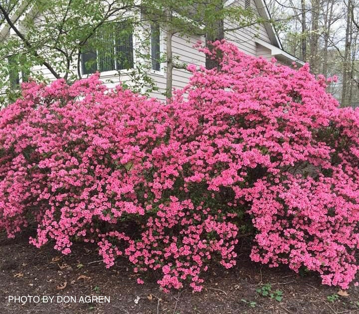 Azalea, Evergreen Kurume Hybrid 'Coral Bell' (Rhododendron)