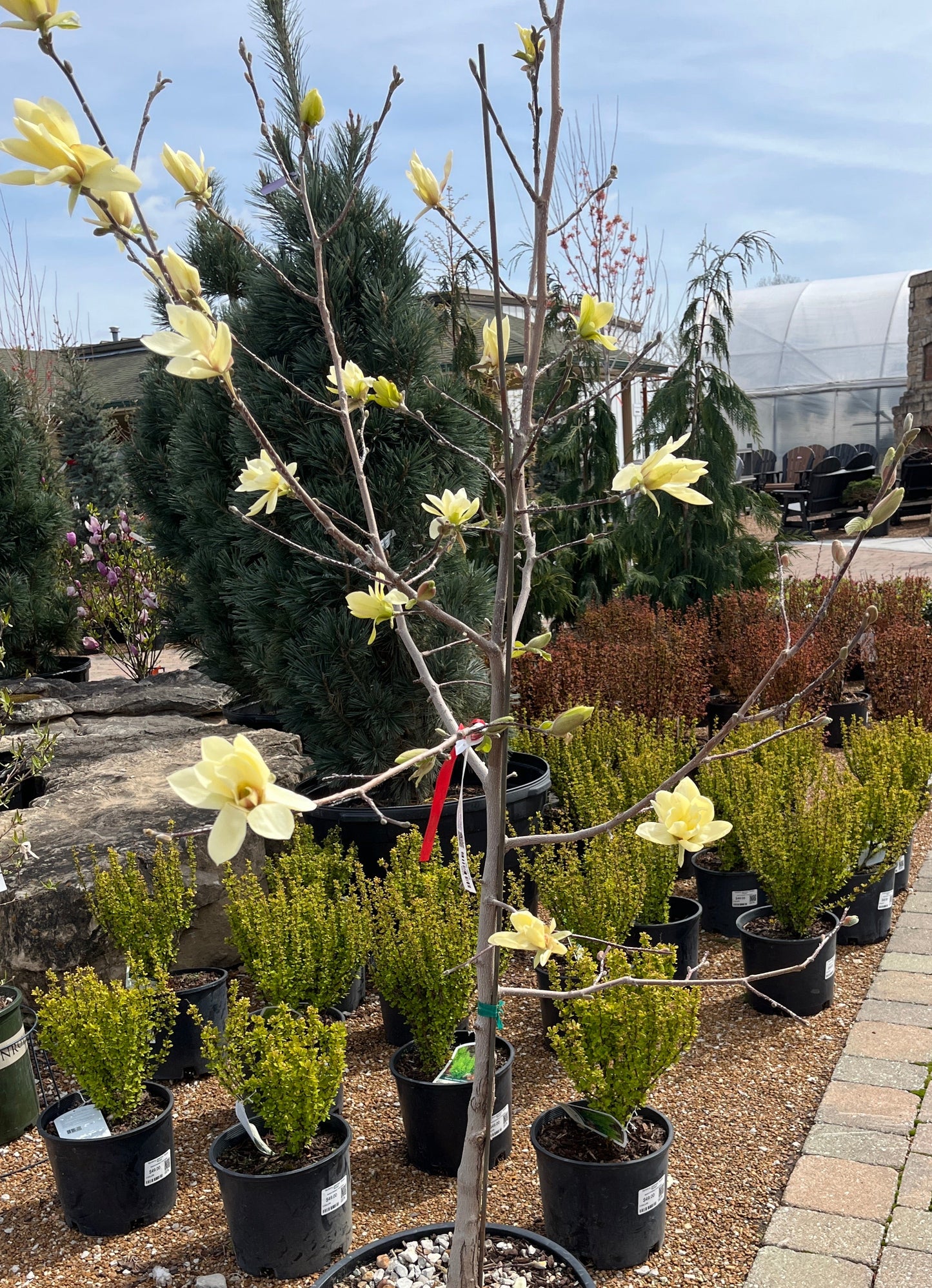 Magnolia, Star 'Gold Star' (Magnolia)