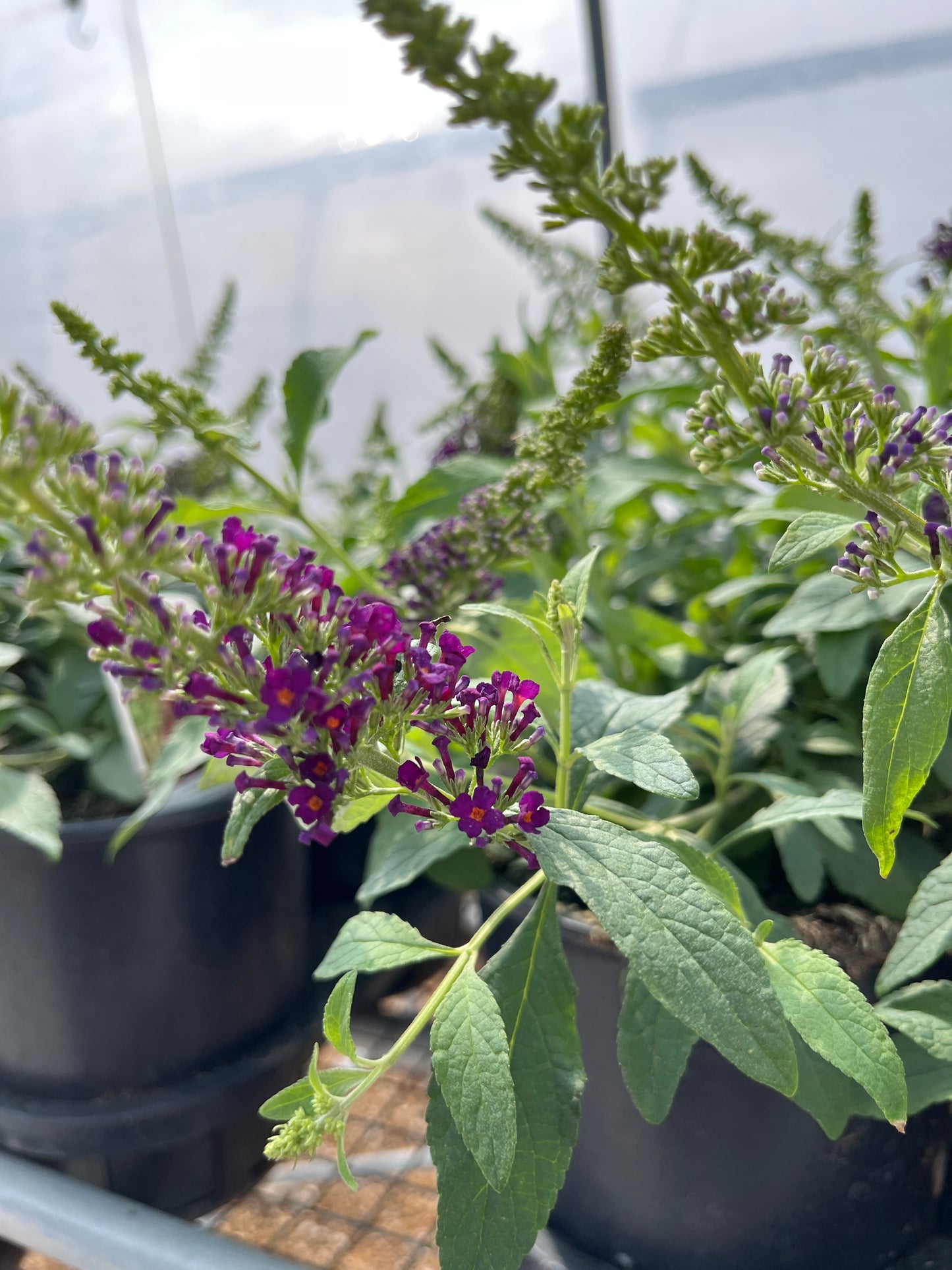 Butterfly Bush, 'Chrysalis Cranberry' (Buddleia)