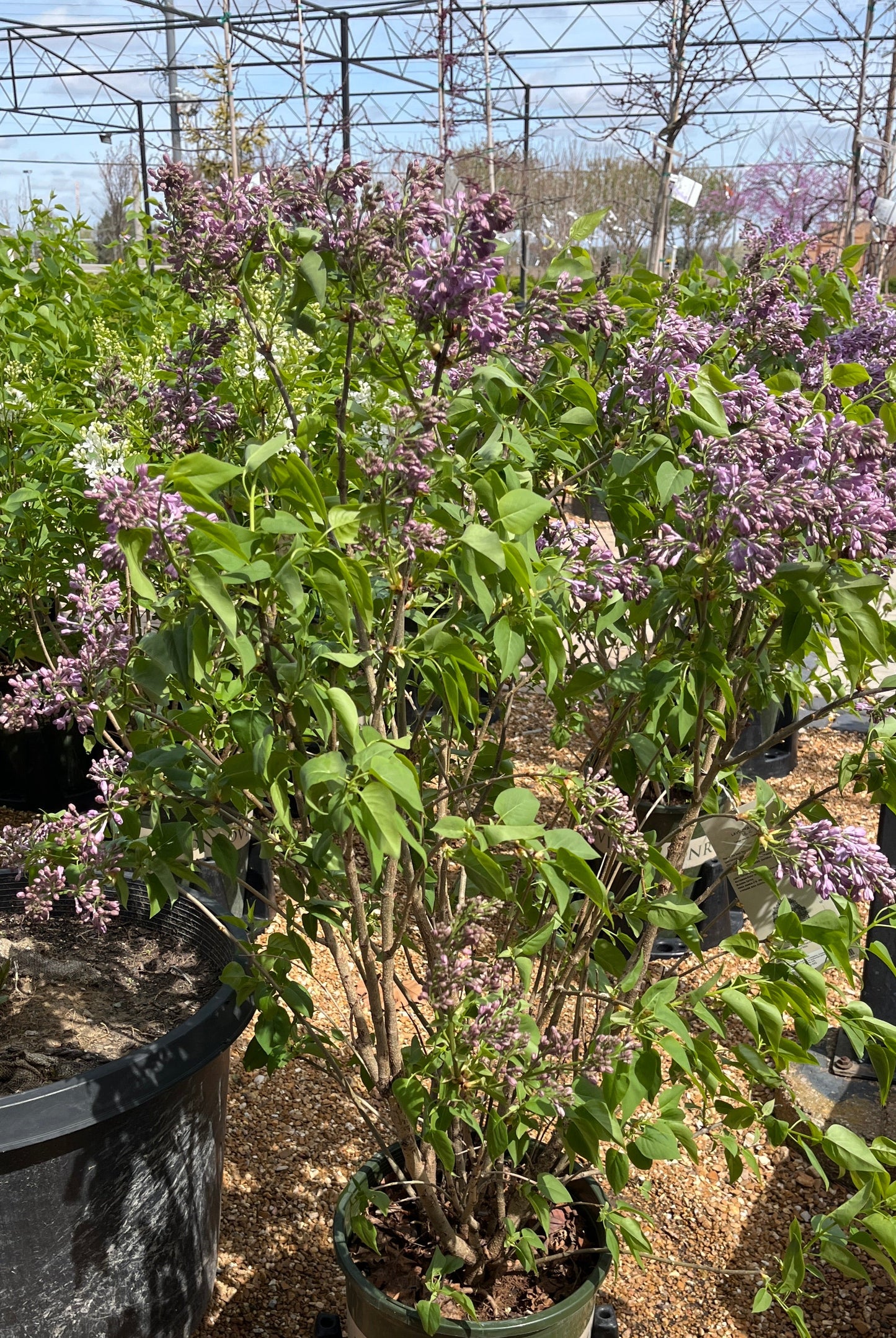 Lilac, French / Common 'Lavender Lady' (Syringa)