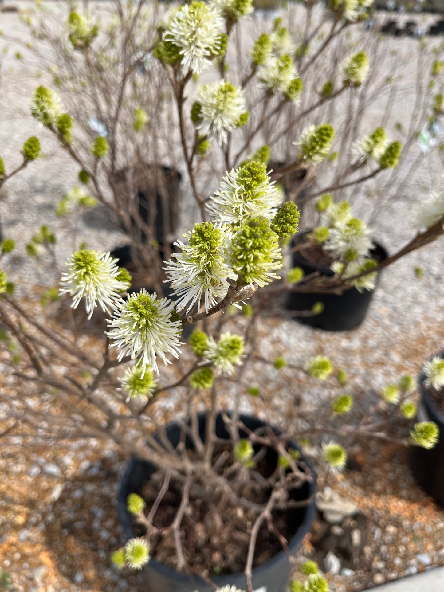 Bottlebrush/ Witch-Alder 'Mount Airy' (Fothergilla)