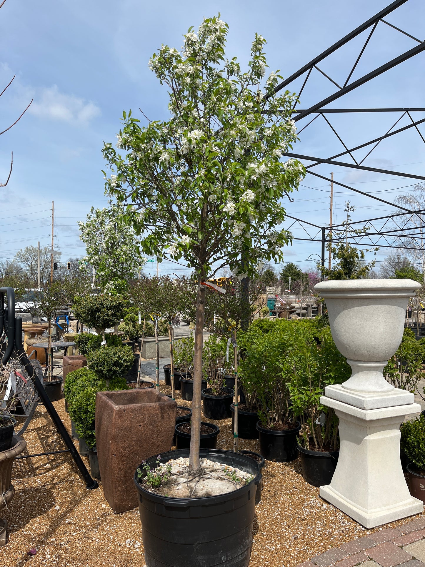 Crabapple, Flowering 'Spring Snow' (Malus)