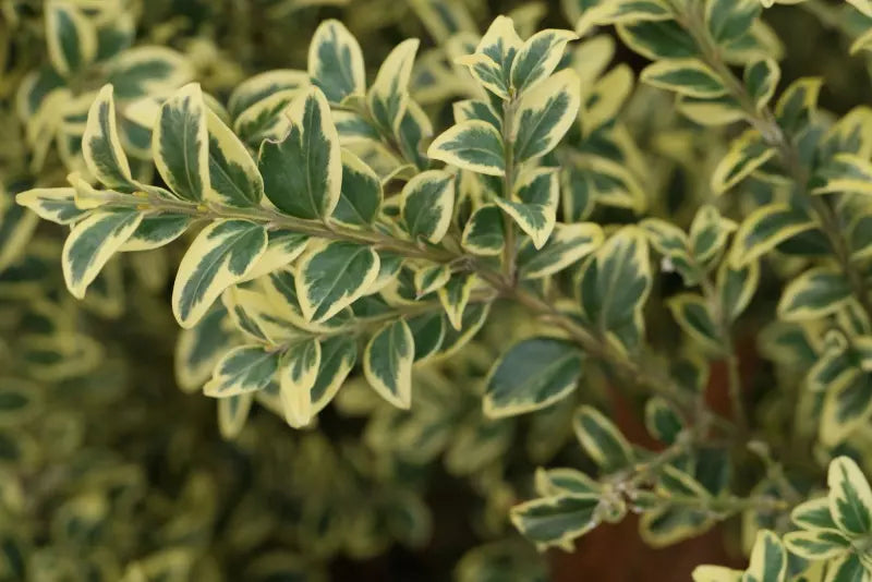 Boxwood, English Variegated 'Variegata' (Buxus) Column