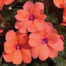 Impatiens, Hybrid Bounce (Impatiens)