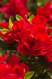 Azalea, Evergreen Hybrid 'Encore Autumn Bonfire' (Rhododendron)