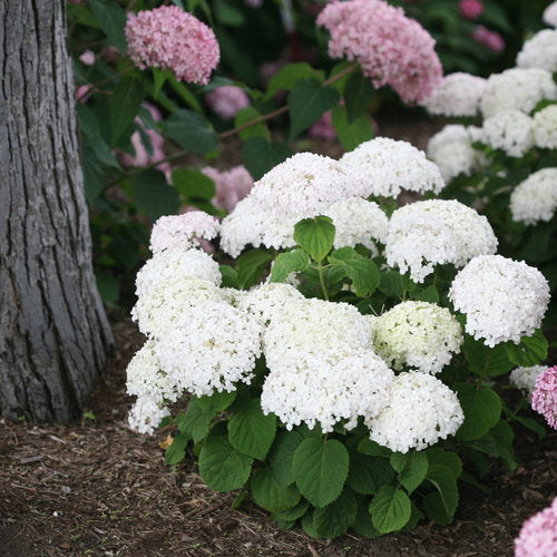 Hydrangea, Smooth / Annabelle 'Invincibelle Wee White' (Hydrangea)