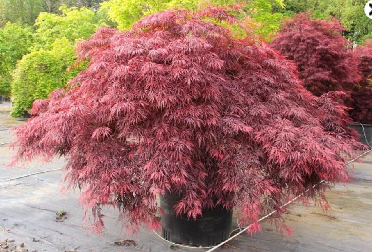Maple, Japanese Dwarf 'Dragon Tears' (Acer)