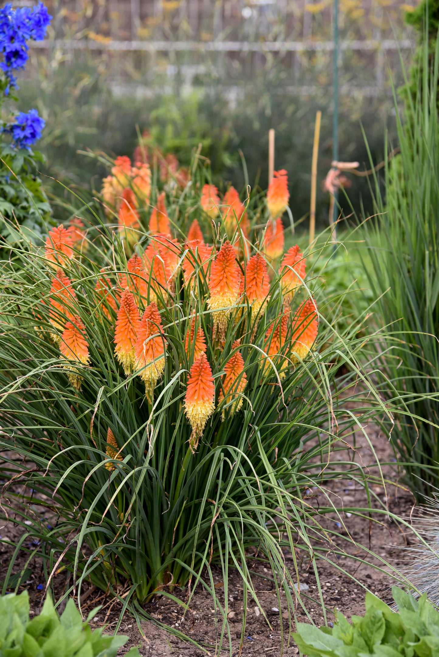 Red-Hot Poker, 'Backdraft' (Kniphofia)