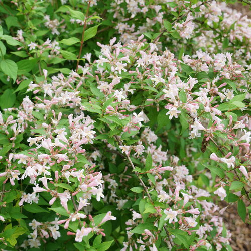 Beauty Bush 'Jolene Jolene' (Kolkwitzia)