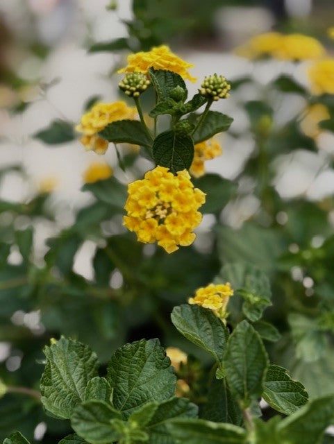 Calico Bush 'Chapel Hill Yellow' (Lantana) Patio Tree