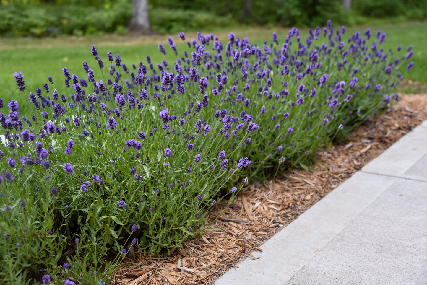Lavender, English 'Sweet Romance' (Lavandula)