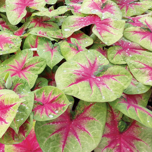 Angel Wings 'Lemon Blush' (Caladium)