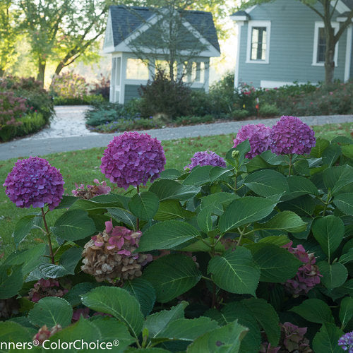Hydrangea, Big-leaf Mophead 'Rave' (Hydrangea)