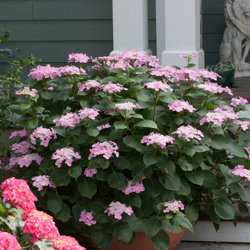 Hydrangea, Big-leaf Lacecap 'Starlight' (Hydrangea)