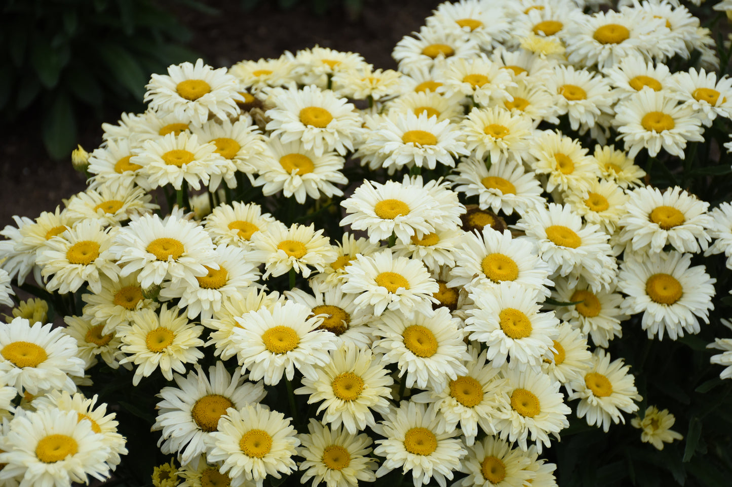 Daisy, Shasta, Amazing Daisies 'Banana Cream II' (Leucanthemum)