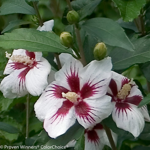 Rose-of-Sharon / Althea, Dwarf 'Lil' Kim' (Hibiscus)