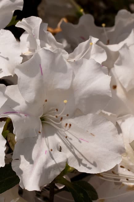 Azalea, Evergreen Hybrid 'Encore Autumn Lily' (Rhododendron)