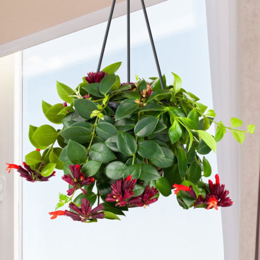 Lipstick Plant 'Mona Lisa' (Aeschynanthus)
