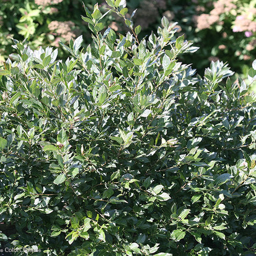 Winterberry, Male 'Little Goblin Guy' (Ilex)