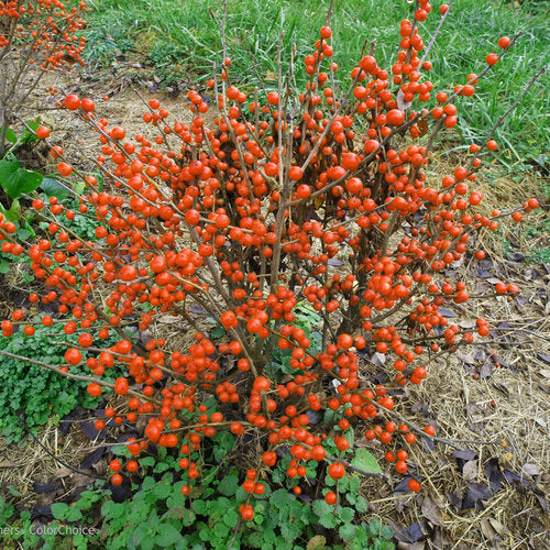 Winterberry, Female 'Little Goblin Orange' (Ilex)