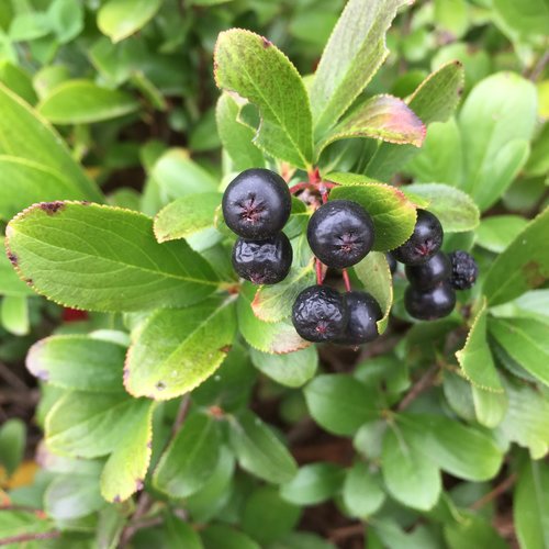 Chokecherry, Black Dwarf 'Low Scape Mound' (Aronia)