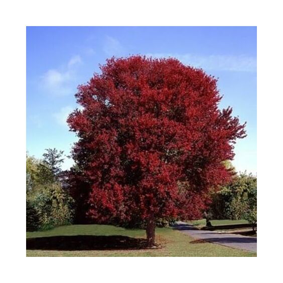 Maple, Red 'Burgundy Belle' (Acer)