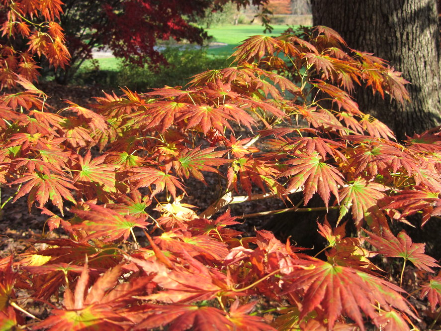 Maple, Full Moon 'Moonrise Sun' (Acer)