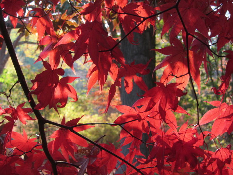 Maple, Japanese Upright 'Osakazuki' (Acer)